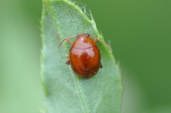 Sphaeroderma sp.